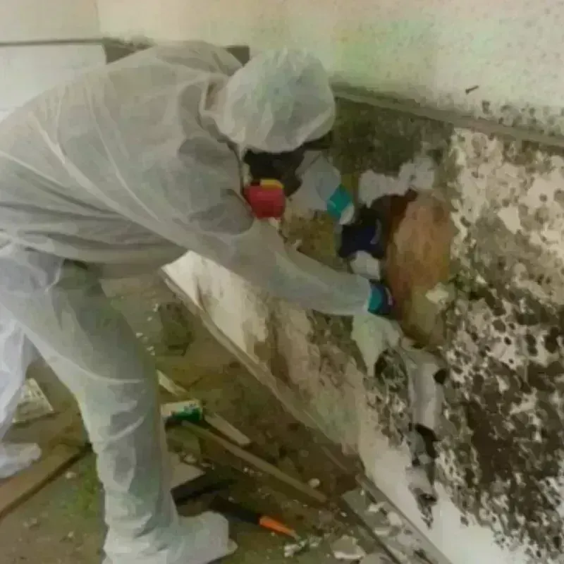 Mold Remediation and Removal in Trinity, FL